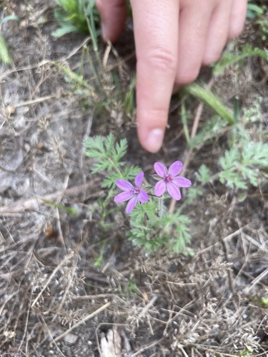 iNaturalist observation photo of Redstem Stork's-bill