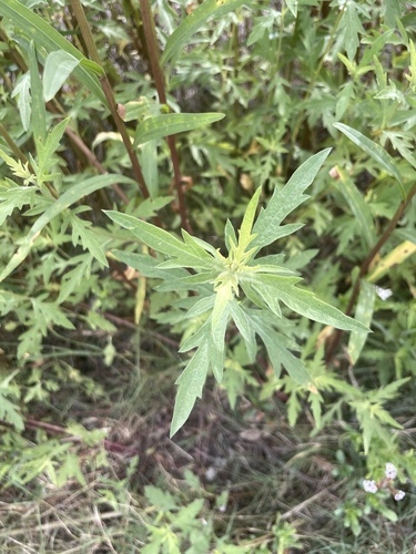 iNaturalist observation photo of Ragweeds