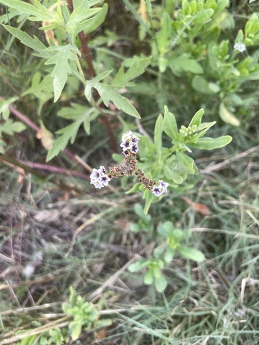 iNaturalist observation photo of alkali heliotrope