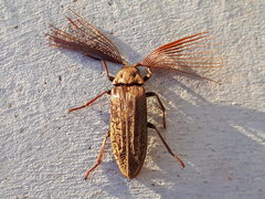 Callirhipis philiberti