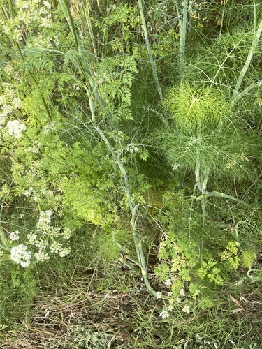 iNaturalist observation photo of fennel