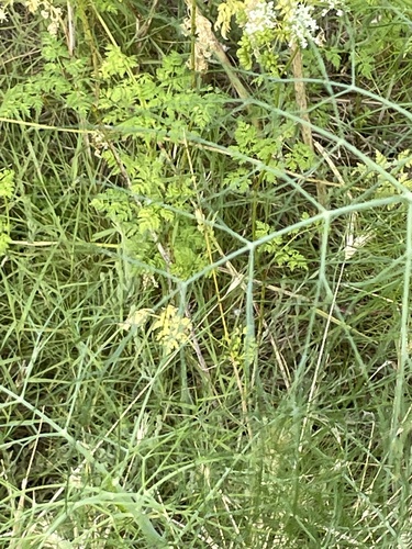 iNaturalist observation photo of carrot family