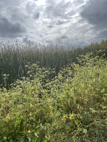 iNaturalist observation photo of poison hemlock