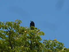 Corvus frugilegus