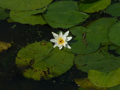 Nymphaea alba