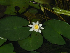 Nymphaea alba