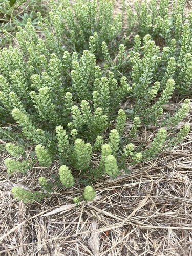iNaturalist observation photo of Pepperweeds