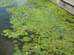 Nymphaea alba