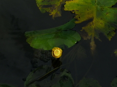 Nuphar lutea