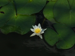 Nymphaea alba