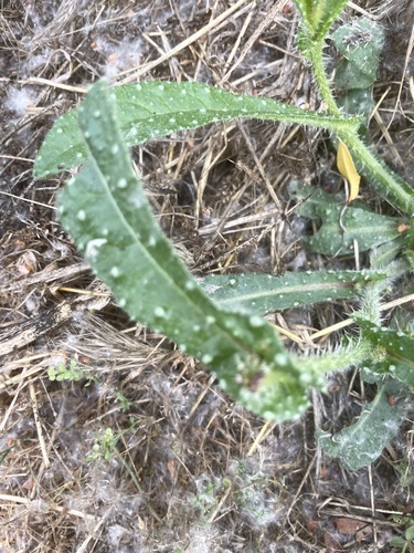 iNaturalist observation photo of bristly oxtongue
