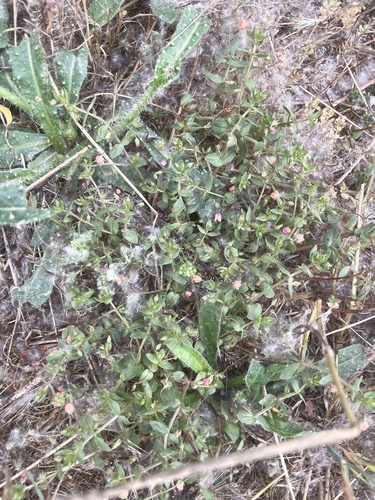 iNaturalist observation photo of scarlet pimpernel