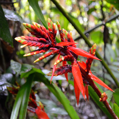 Aechmea tillandsioides