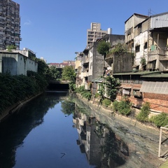 Nycticorax nycticorax