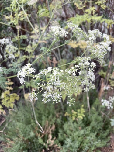 iNaturalist observation photo of carrot family