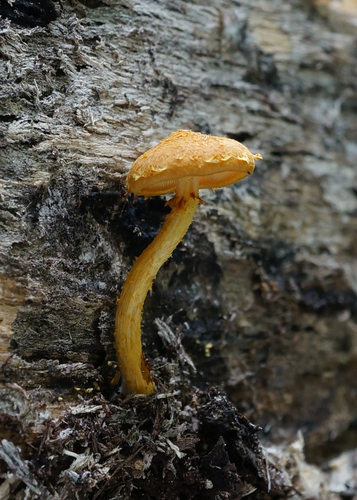Agaricineae