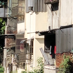 Nycticorax nycticorax