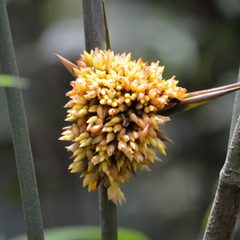 Stromanthe macrochlamys
