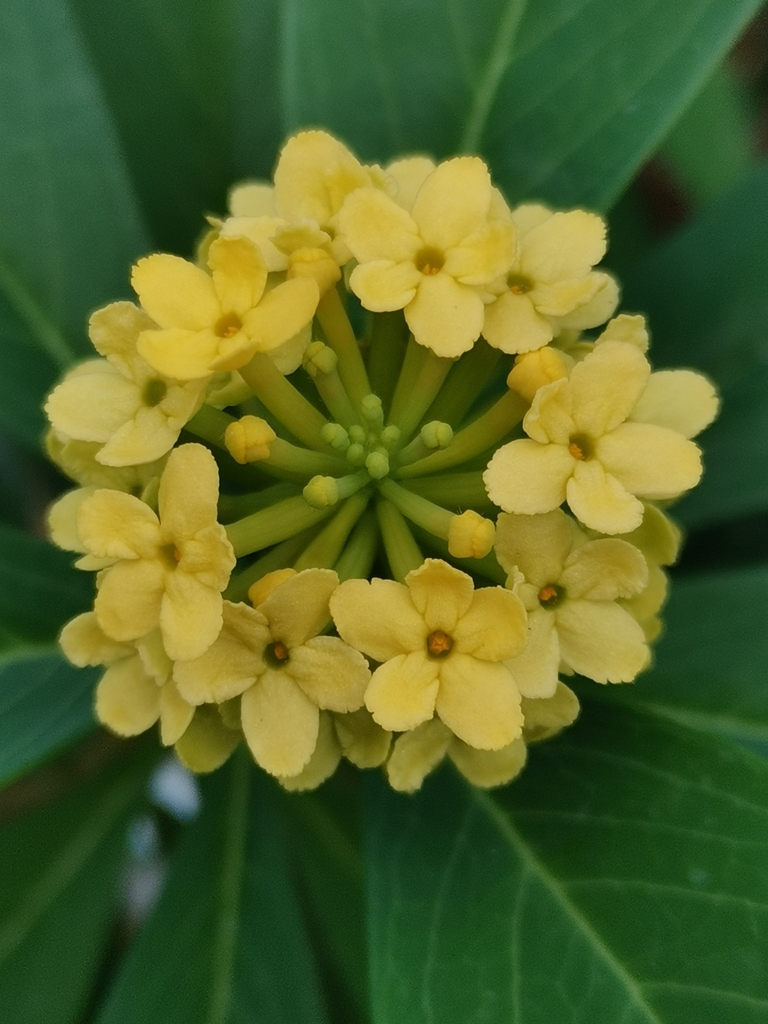 Daphne pedunculata