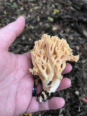 Ramaria flava