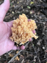 Ramaria flava