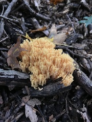 Ramaria flava