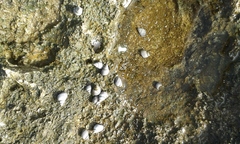 Littoraria pintado