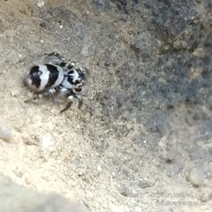 Corythalia argentinensis