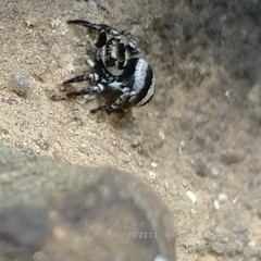 Corythalia argentinensis