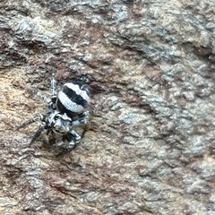 Corythalia argentinensis