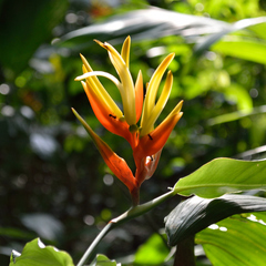 Heliconia aurantiaca