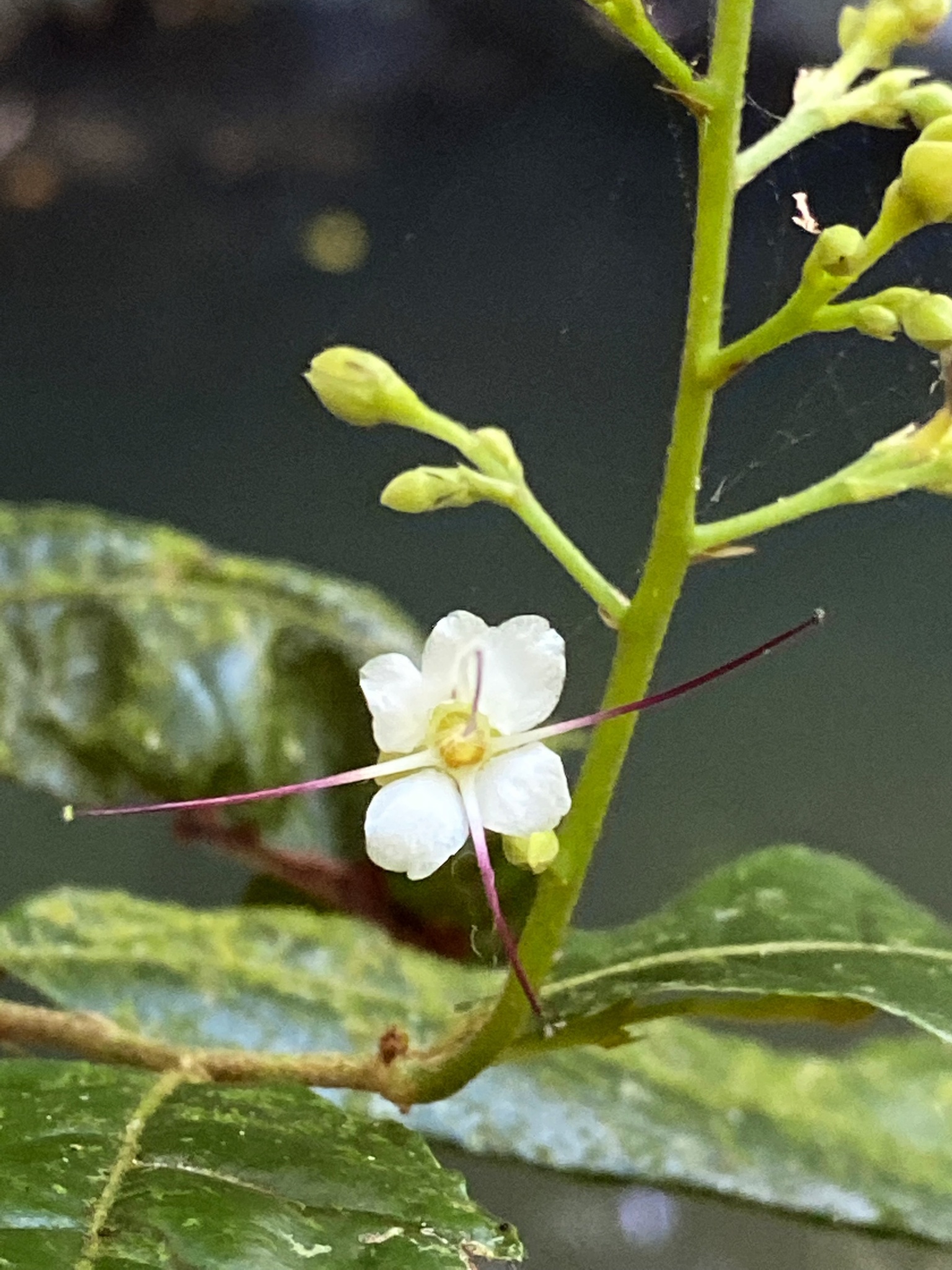 Hirtella triandra