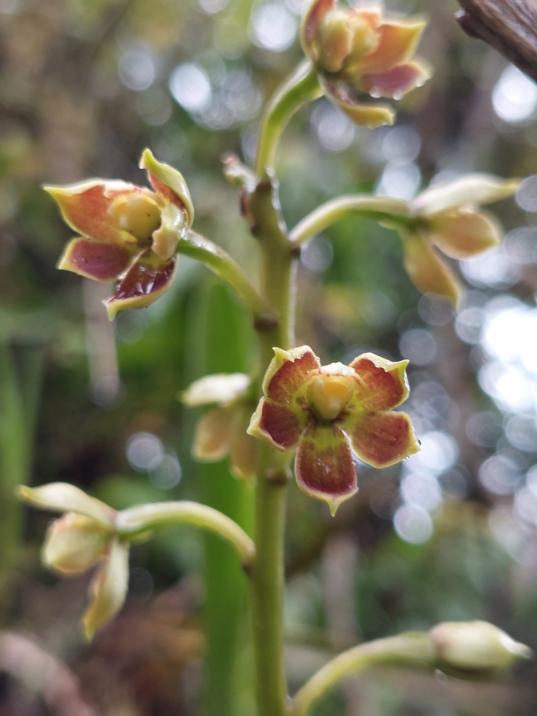 Prosthechea hartwegii