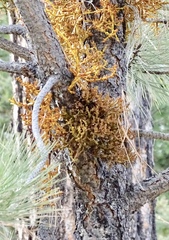 Arceuthobium vaginatum cryptopodum