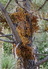 Arceuthobium vaginatum cryptopodum