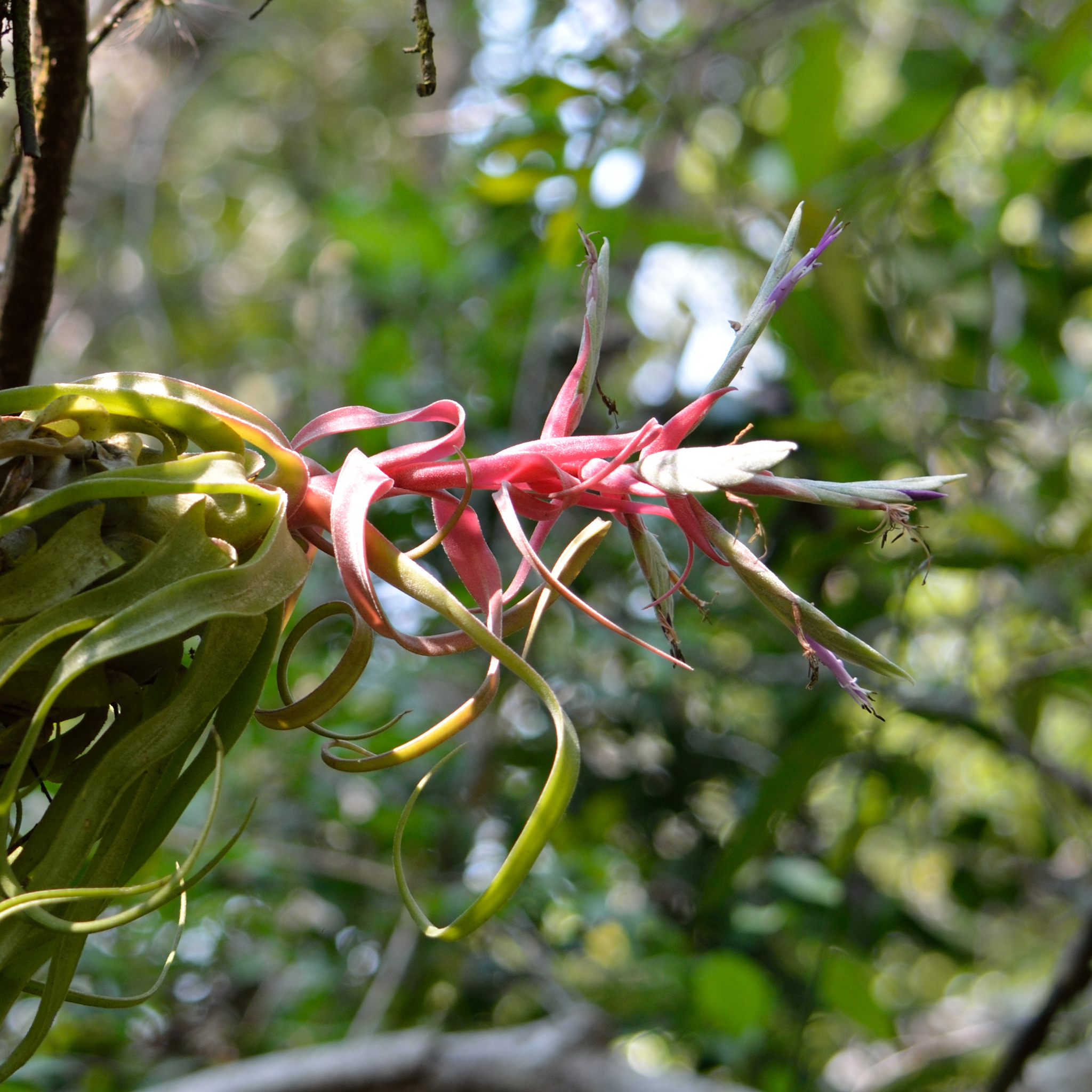 Tillandsia streptophylla