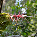 Tillandsia streptophylla - Photo (c) jaumeizquierdo, algunos derechos reservados (CC BY-NC), uploaded by jaumeizquierdo
