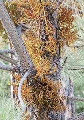 Arceuthobium vaginatum cryptopodum