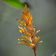 Palicourea triphylla