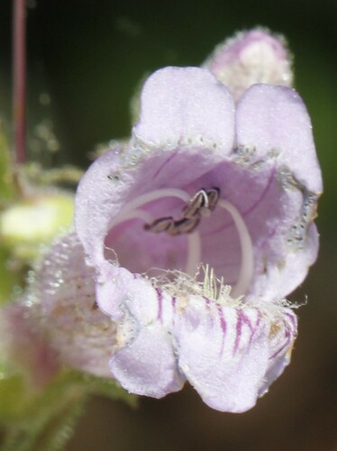 Image of Penstemon canescens by (c) Bruce Slater, some rights reserved (CC BY)