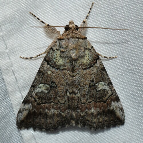 Similar Underwing photo 3