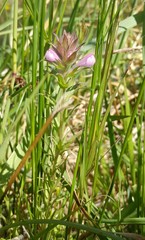 Orthocarpus bracteosus