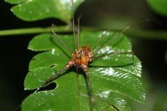 Ventrivomer ancyrophorus