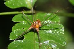 Ventrivomer ancyrophorus