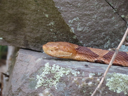 Pond Knob Trail