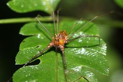 Ventrivomer ancyrophorus