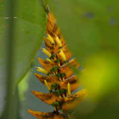 Heliconia librata
