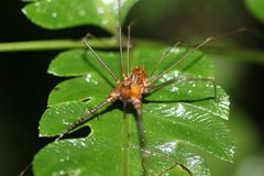 Ventrivomer ancyrophorus