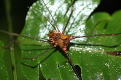Ventrivomer ancyrophorus
