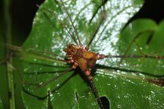 Ventrivomer ancyrophorus